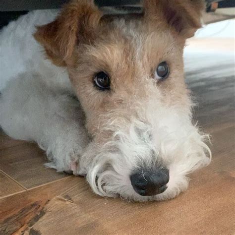 14 Fancy Facts About Fox Terriers Petpress Fox Terrier Puppy Wire