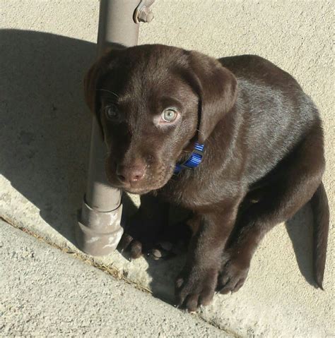 The puppies need to meet as many different adults and children as you can manage. Our 8 week old Chocolate Lab, Jake! | Lab mix puppies, Lab ...