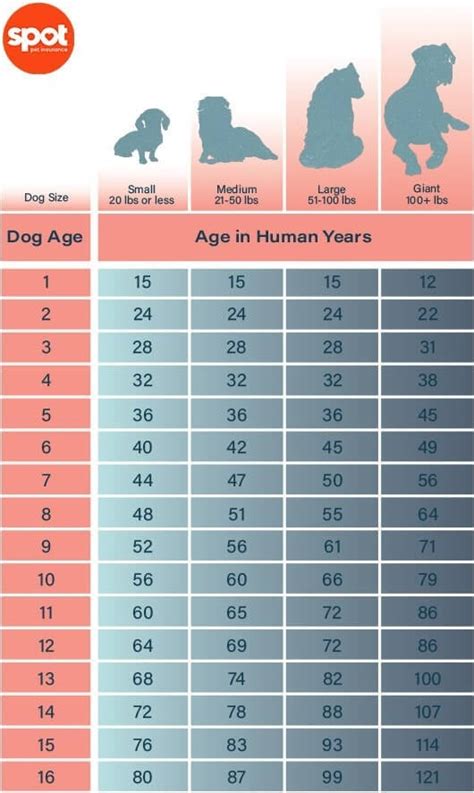 How To Calculate Your Dogs Age In Human Years Daily Paws Ph