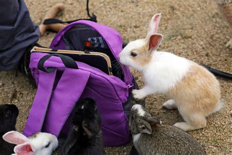Land Of The Rising Bunny Rabbits Take Over Japanese Island In Pictures