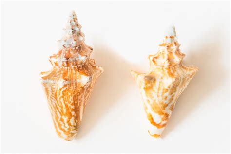 Types Of Conch Shells