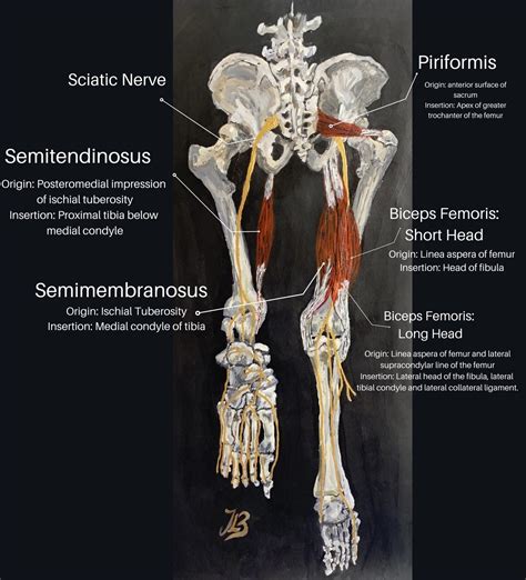 Differentiation Of Hamstring Tendonitis And Strains Vs Hamstring Syndrome