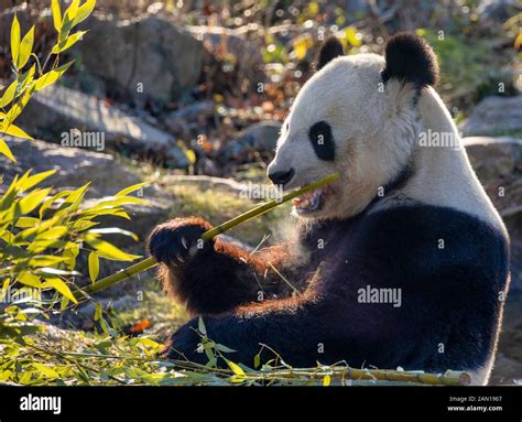 Vienna Schonbrunn Zoo Panda Hi Res Stock Photography And Images Alamy