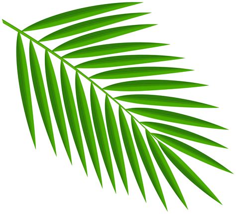 This video shows you how to create a palm leaf cross. Green Palm Leaves PNG Clipart | Gallery Yopriceville ...