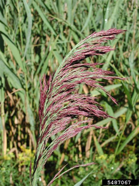 Common Reed Phragmites Australis