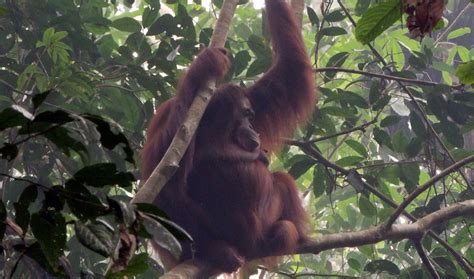 Observing Released Orangutans In Their New Environs