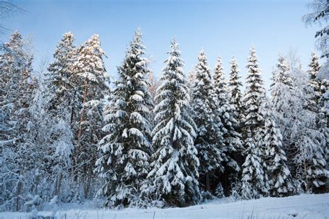 Winter Forest In Finland At Dusk Stock Image Image Of Outdoor