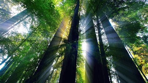 Sunlight In Redwood Forest Hd Wallpaper Hintergrund 1920x1080 Id