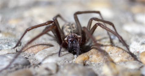 Ireland Under Attack From Sex Crazed Spiders The Size Of Your Hand