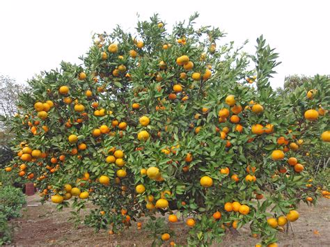 Why We Like Satsumas Satsuma Tree Citrus Trees Fruit Garden