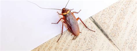 Robaki w domu sprawdzonych sposobów na karaluchy Urzadzaj pl