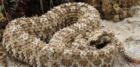 What Is A Spider Tailed Horned Viper Pseudocerastes Urarachnoides