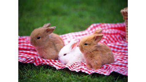 Cute Bunnies Wallpaper 65 Images