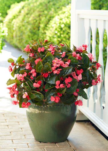 Best Shade Plants For Pots And Shade Container Ideas Garden Design