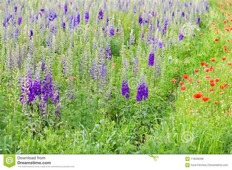 Beautiful Nature Summertime Field With Purple Delphinium Flowers And