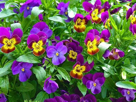 How To Plant Grow And Care For Pansy Edens Garden