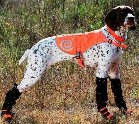 Hunting Dogs 101 More Than Just Mans Best Friend