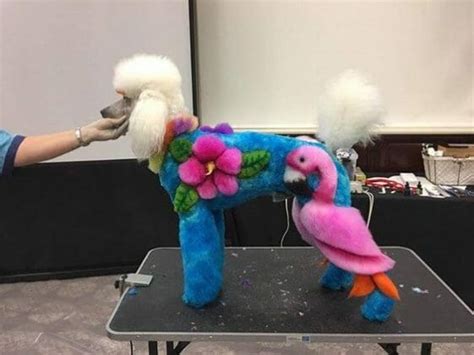 15 Cute Poodles With Better Hairstyles Than You Petpress