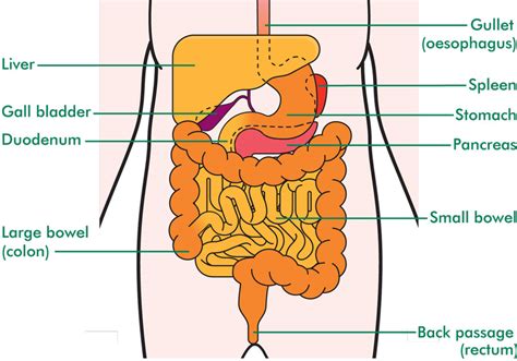 Check spelling or type a new query. Gastrointestinal stromal tumours (GISTs) - Macmillan ...