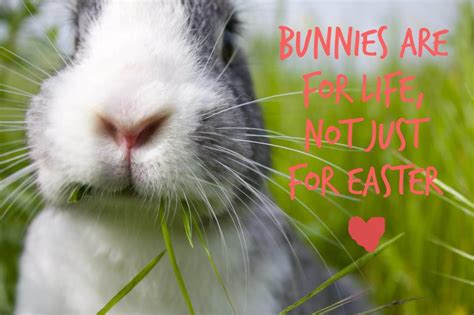 Rabbit Ramblings Monday Memeday Rabbits At Risk For