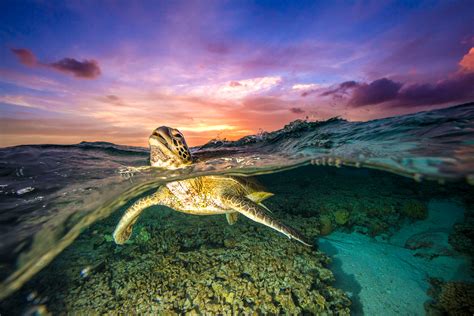 Turtle Sunrise Sean Scott Photography