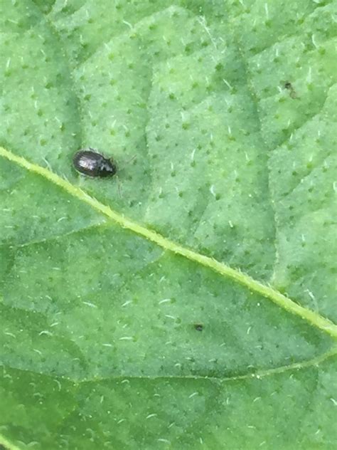 If you've got a spud that's popping out green vines and leaves it just might take, but you are. What's this on my potato plant? The leaves are full of ...