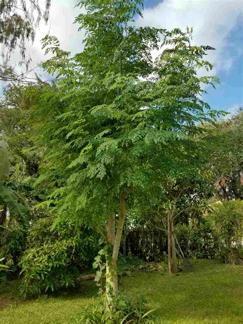 The Tree Of Life Moringa Oleifera Onlinekhabar English News
