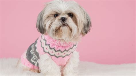 Shih Tzu Dog Breed Guide Amazing Facts Health And Care
