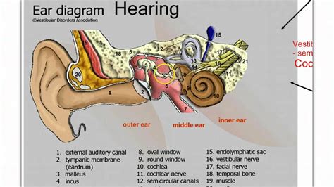 Labeled Ear Anatomy