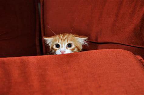 Help Your Scared Kitten Overcome Fear