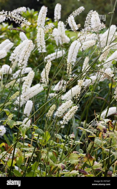 White Autumn Bottlebrush Flowers Of The Hardy Perennial Actaea