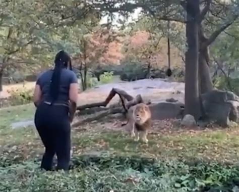 ‘lion Lady Who Trespassed At Bronx Zoo Den Gets Caged