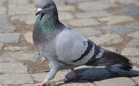 Hero Homing Pigeon Called Mary Awarded Blue Plaque