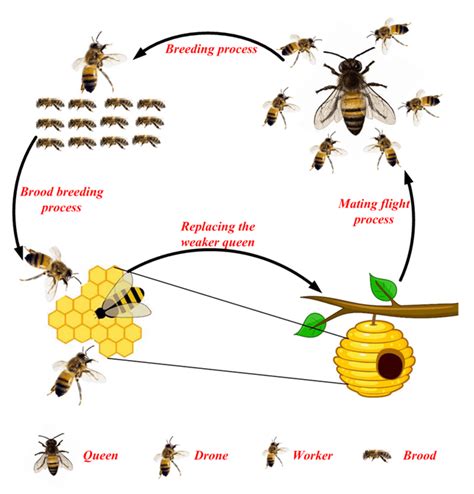 Honey Bee Mating Optimization Hbmo Algorithm Propelled Behavior Of