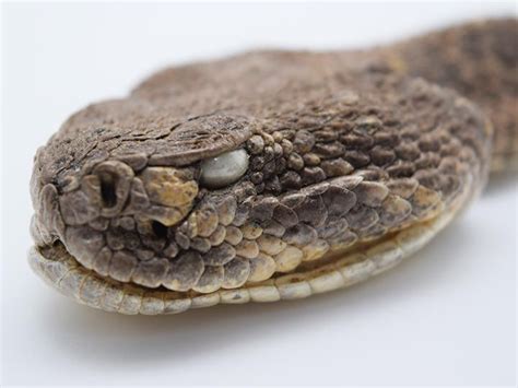 Real Rattlesnake Head Closed Mouth Rattlesnake Snake Design