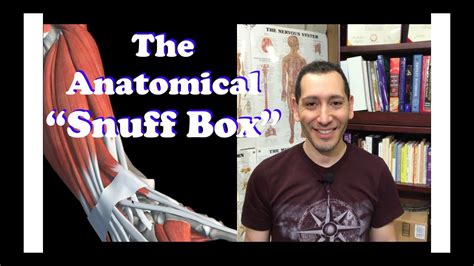The Anatomical Snuff Box For Human Anatomy And Physiology Youtube
