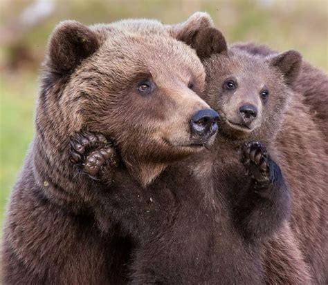 Mother And Baby Bears