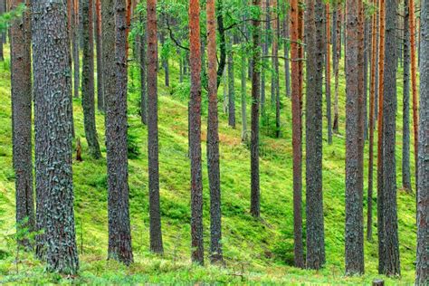 Fresh Green Pine Forest Backdrop Stock Photo Image Of Tree Backdrop