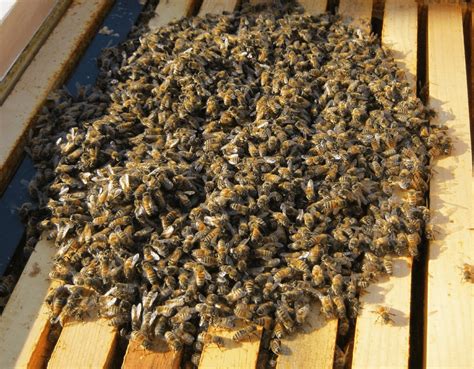 What Happens To Honeybees In The Winter — Buddha Bee Apiary