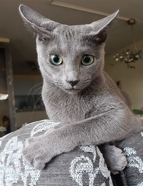 Russianbluecat Russian Blue Cat Grey Cats Russian Blue