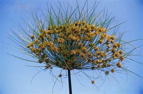 In Ancient Medicine Cyperus Papyrus Pith Was Recommended For Widening