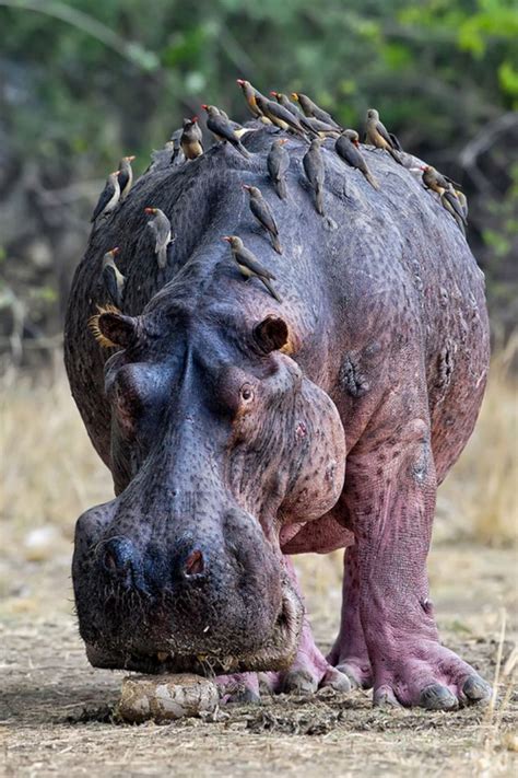 Hippos Are Usually Found In Africa And Are Responsible For More Human