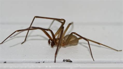 Are There Brown Recluse Spiders In Southern California Information