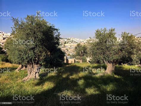 An Aerial View Of Hebron In Israel Stock Photo Download Image Now