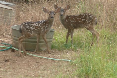 While These Are Not Our Fawns We Do Have Ones Like These Twins Living