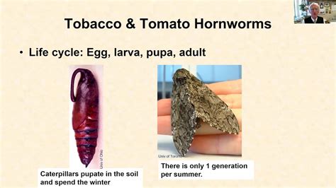 Hornworm Moth Life Cycle Very Pleasing To Look At Weblog Lightbox