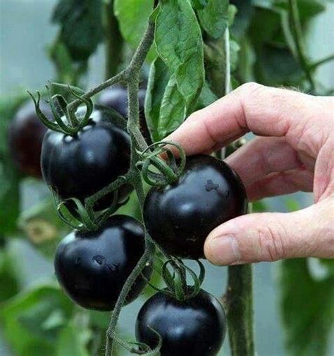 Just thinking of black tomatoes has me remembering a very early frost one year which killed all my ripening tomatoes. Black tomatoes | Plant breeding, Edible garden, Organic ...
