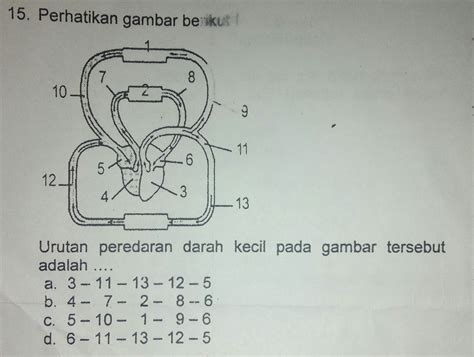 Gambar Sistem Peredaran Darah Kecil – cabai