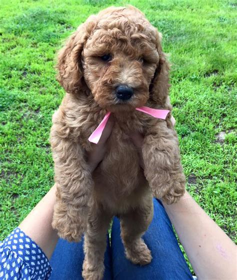 The goldendoodle gained popularity in the 1990's, and breeders soon began developing a smaller goldendoodles by introducing the mini. We are a Reputable Naples Florida Doodle Breeder