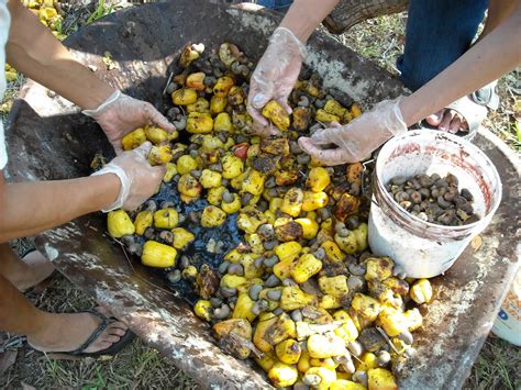 That cashew harvesting machine took er jerbs. Village View Post: CASHEW NUTS PREPARATION CROOKED TREE ...